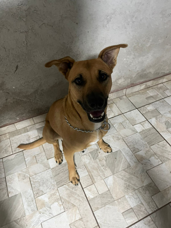 beatriz-quer-um-lar-adocao-doacao-cachorro-gato-1