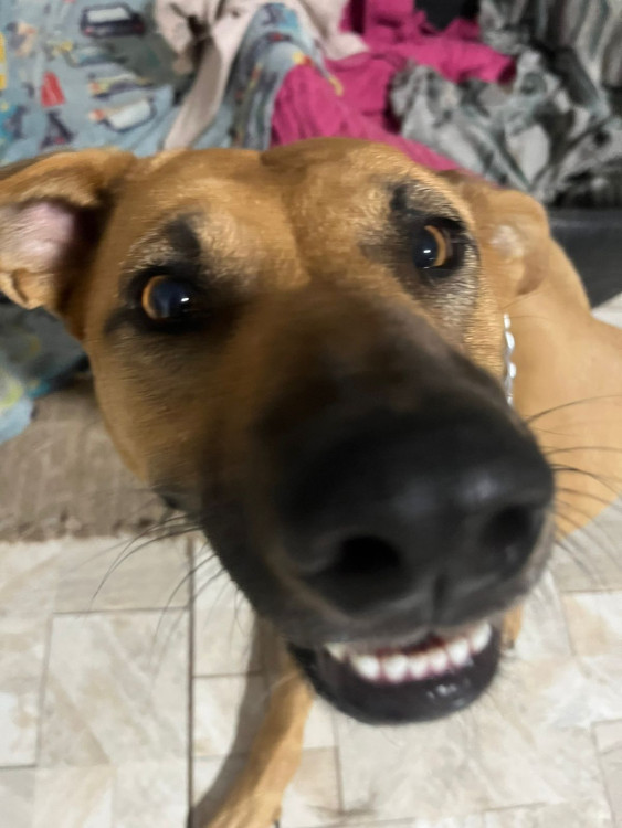 beatriz-quer-um-lar-adocao-doacao-cachorro-gato-3