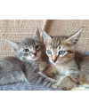 bebes-felinos-para-adocao-conjunta-small-0
