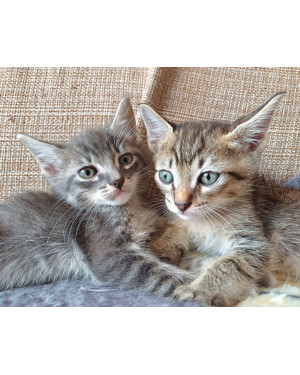Bebês felinos para adoção conjunta