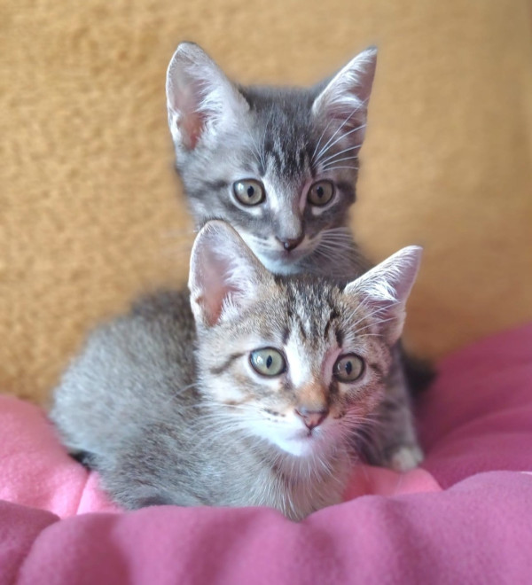 bebes-felinos-para-adocao-conjunta-adocao-doacao-cachorro-gato-1