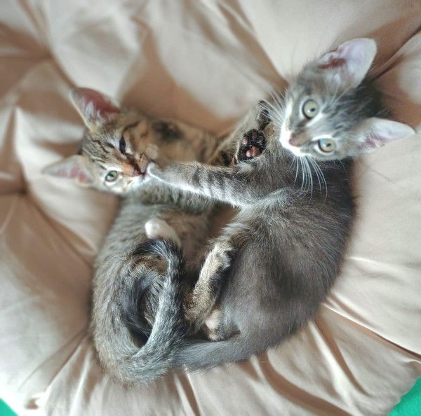 bebes-felinos-para-adocao-conjunta-adocao-doacao-cachorro-gato-4