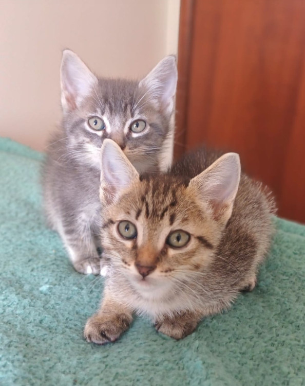 bebes-felinos-para-adocao-conjunta-adocao-doacao-cachorro-gato-2