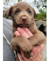 brownie-filhote-macho-small-0