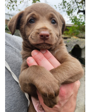 Brownie - filhote macho