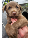 cookie-filhote-macho-small-1