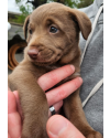 cookie-filhote-macho-small-0
