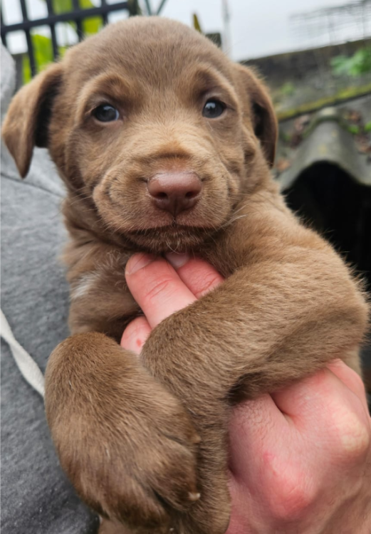 cookie-filhote-macho-adocao-doacao-cachorro-gato-1