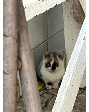 Gatinha fêmea