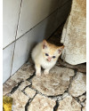 filhote-gatinha-adocao-small-0