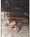 filhote-gatinha-adocao-small-1