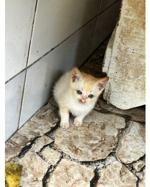 Filhote gatinha adoção