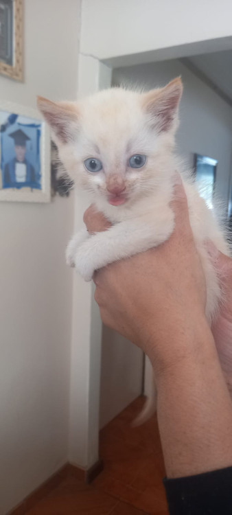 filhote-gatinha-adocao-adocao-doacao-cachorro-gato-2