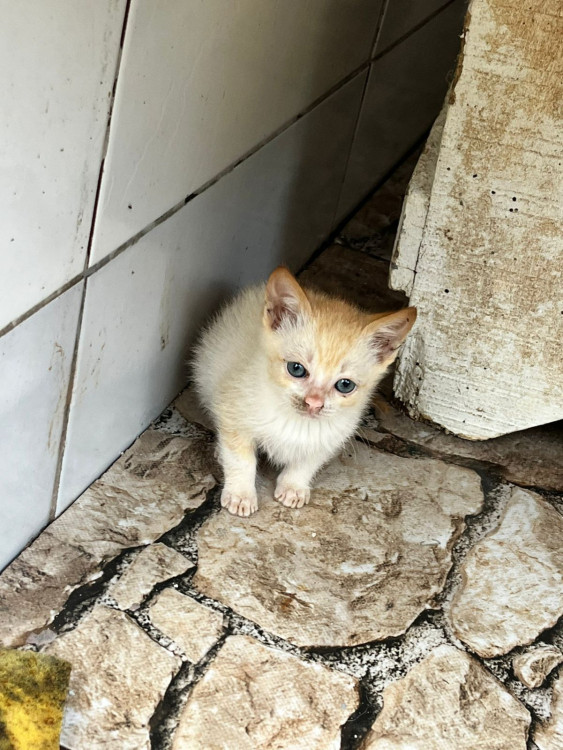 filhote-gatinha-adocao-adocao-doacao-cachorro-gato-0