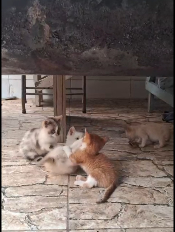 filhote-gatinha-adocao-adocao-doacao-cachorro-gato-1