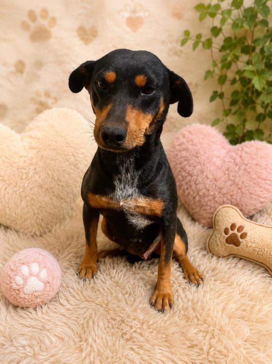 lady-adocao-doacao-cachorro-gato-2