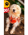 adote-o-tob-small-1