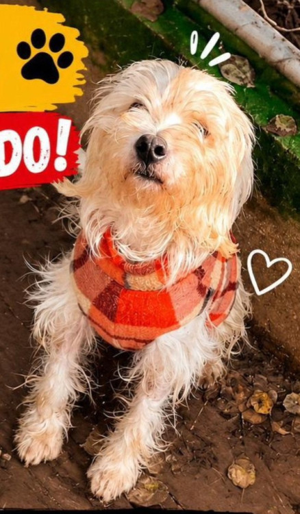 adote-o-tob-adocao-doacao-cachorro-gato-1
