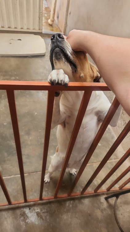 lugar-melho-para-flora-adocao-doacao-cachorro-gato-3