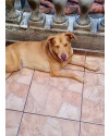 lion-bb11meses-lindo-e-bonzinho-small-1