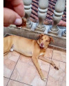 lion-bb11meses-lindo-e-bonzinho-small-0