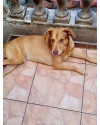 lion-bb11meses-lindo-e-bonzinho-small-2
