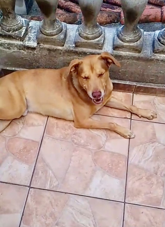lion-bb11meses-lindo-e-bonzinho-adocao-doacao-cachorro-gato-1