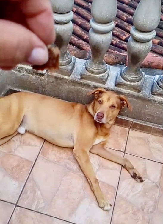 lion-bb11meses-lindo-e-bonzinho-adocao-doacao-cachorro-gato-0