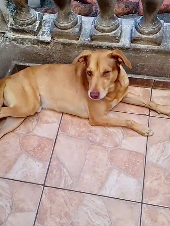 lion-bb11meses-lindo-e-bonzinho-adocao-doacao-cachorro-gato-2