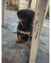 cereja-small-1