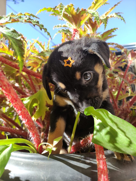 cereja-adocao-doacao-cachorro-gato-2