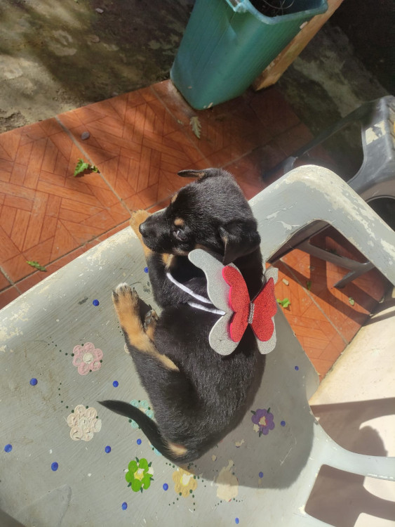 cereja-adocao-doacao-cachorro-gato-3