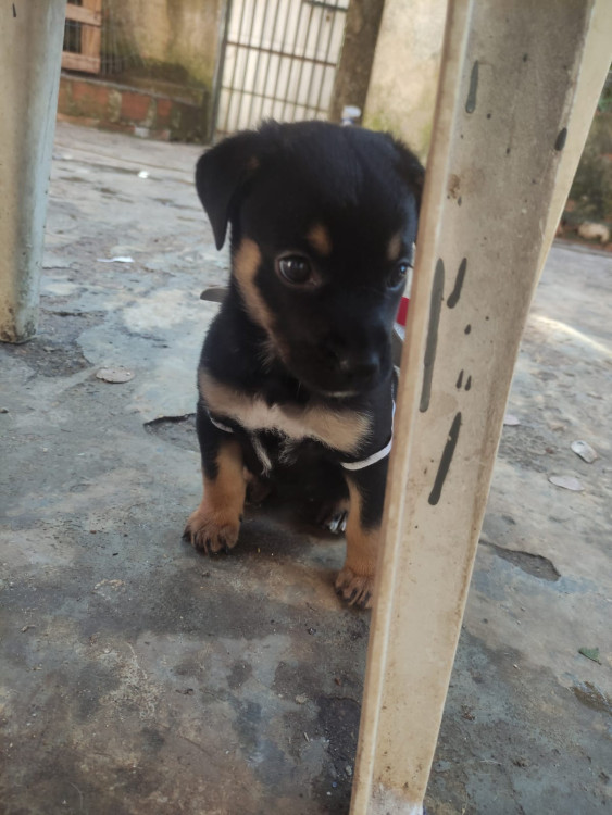 cereja-adocao-doacao-cachorro-gato-1