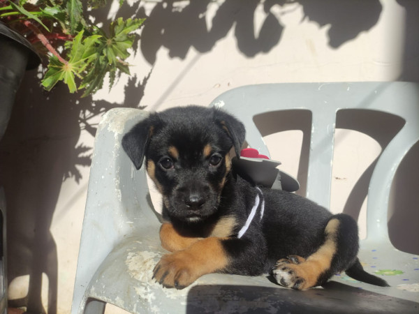 cereja-adocao-doacao-cachorro-gato-0