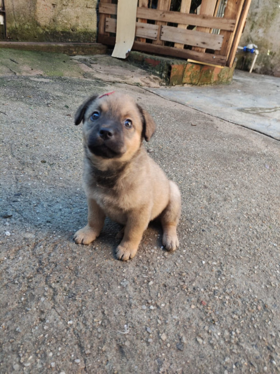 azeitona-adocao-doacao-cachorro-gato-1