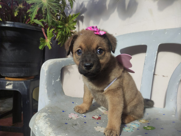 azeitona-adocao-doacao-cachorro-gato-0