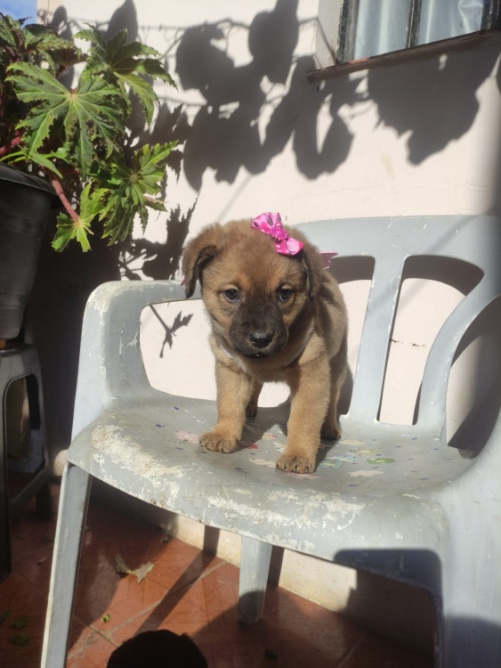 azeitona-adocao-doacao-cachorro-gato-2