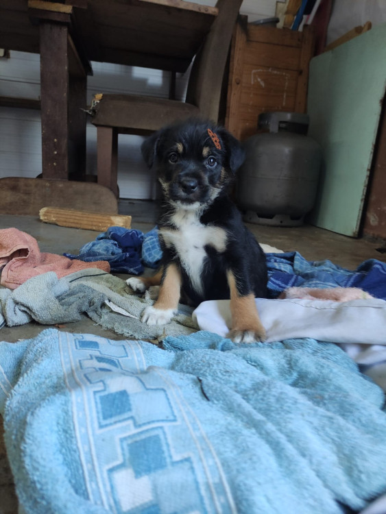cafe-adocao-doacao-cachorro-gato-2