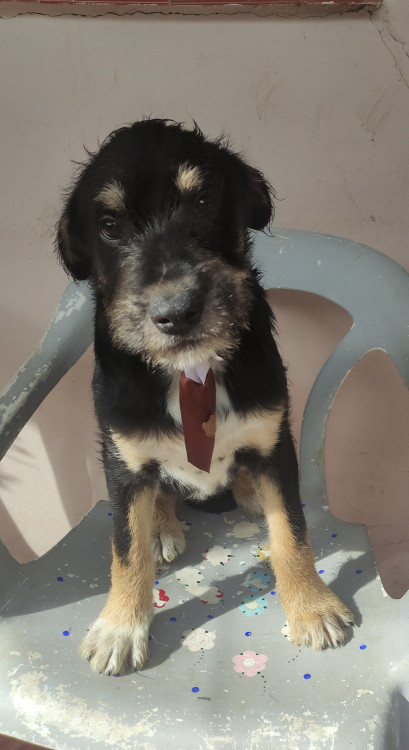cafe-adocao-doacao-cachorro-gato-0