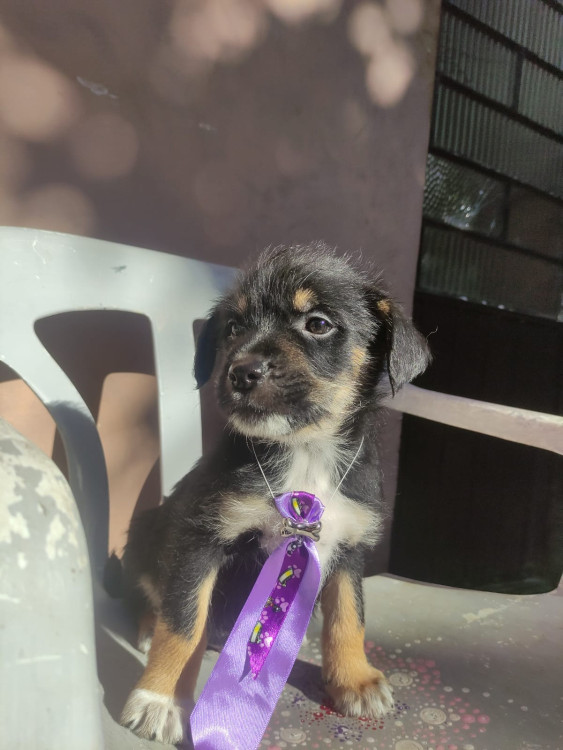 cafe-adocao-doacao-cachorro-gato-0