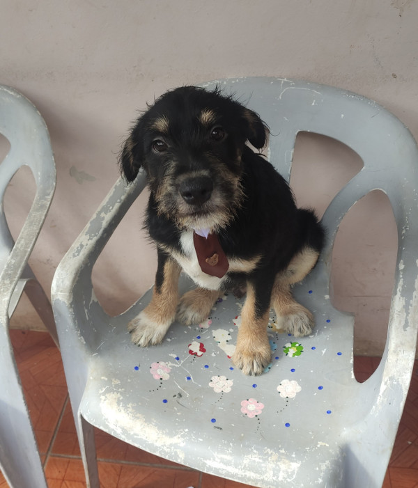 cafe-adocao-doacao-cachorro-gato-1