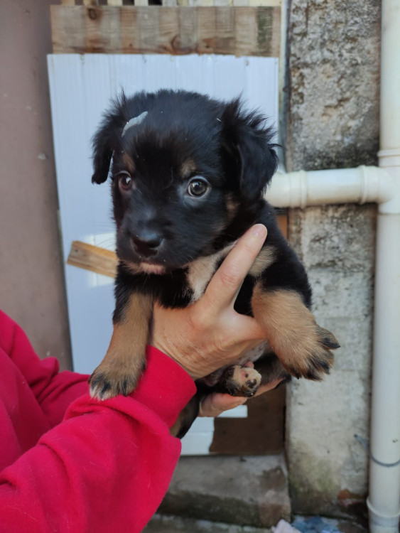 tomate-adocao-doacao-cachorro-gato-3