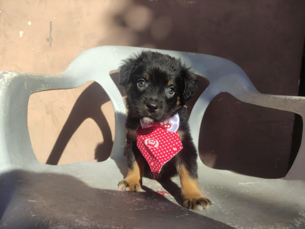 tomate-adocao-doacao-cachorro-gato-0