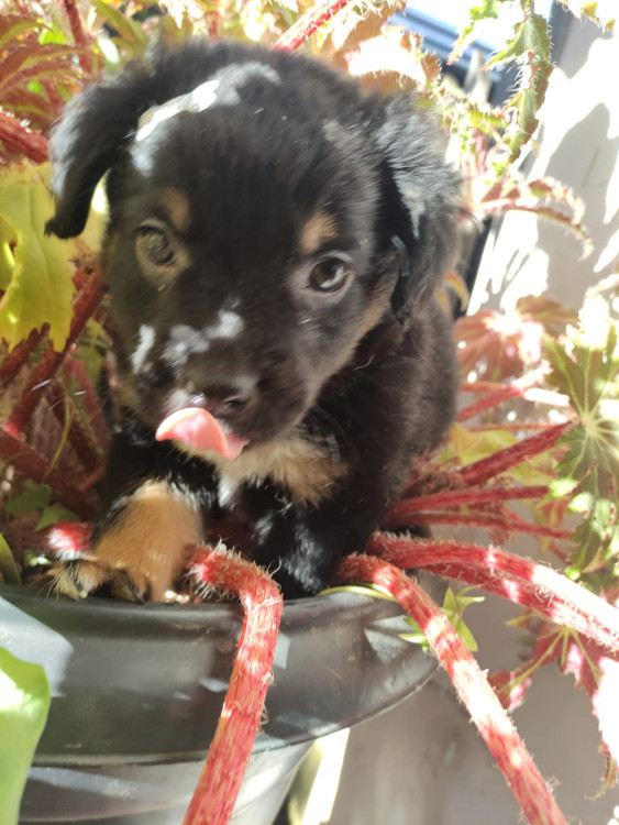 tomate-adocao-doacao-cachorro-gato-1