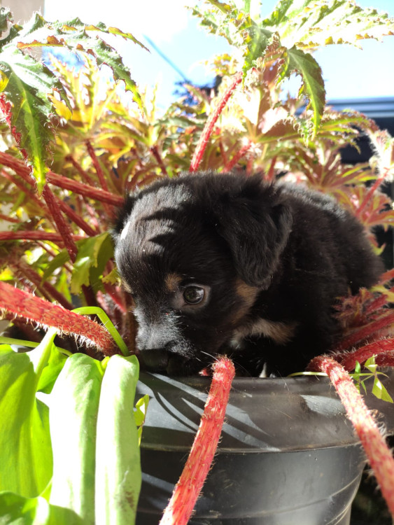 tomate-adocao-doacao-cachorro-gato-2