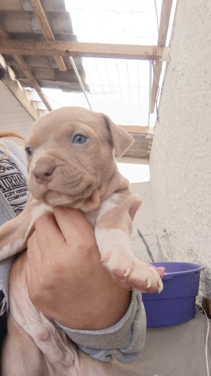 mel-adocao-doacao-cachorro-gato-0