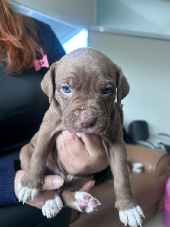 chocolate-adocao-doacao-cachorro-gato-0