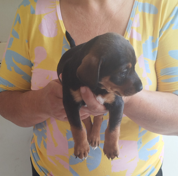 filhotinha-femea-para-adocao-responsavel-julieta-1-mes-e-2-semanas-adocao-doacao-cachorro-gato-1