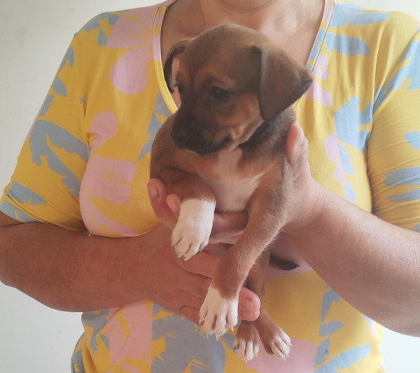 filhotinha-femea-para-adocao-responsavel-1-mes-e-2-semanas-adocao-doacao-cachorro-gato-1