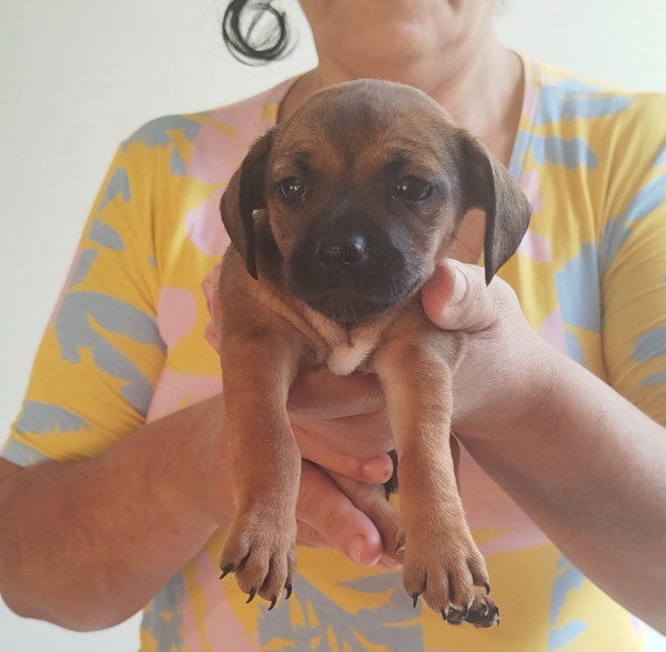 filhotinha-femea-para-adocao-responsavel-1-mes-e-2-semanas-adocao-doacao-cachorro-gato-1